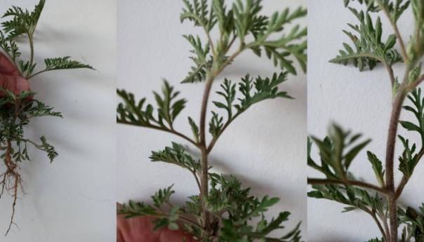 Vrijeme za uklanjanje ambrozije