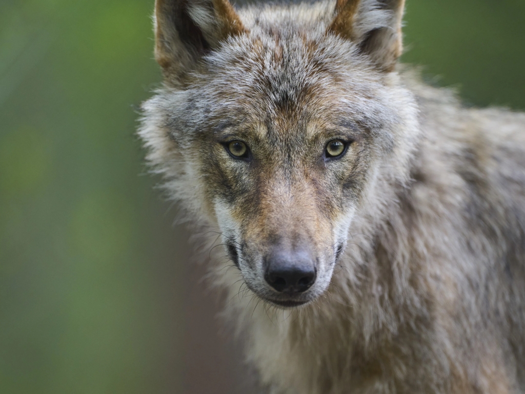 Vuk izujedao ženu u nacionalnom parku, spašavali je prolaznici