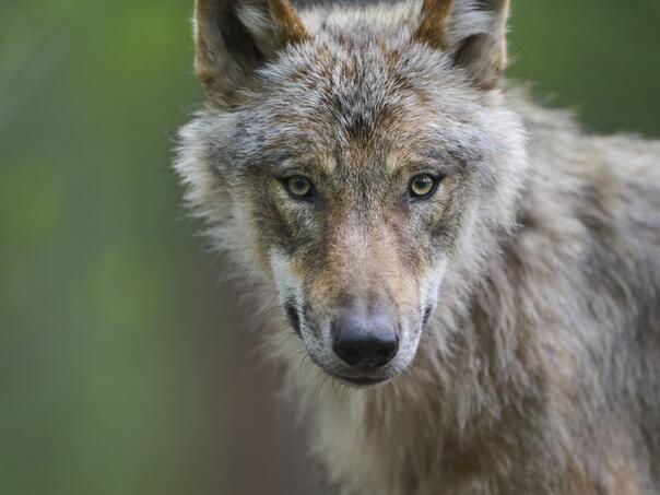 Vuk izujedao ženu u nacionalnom parku, spašavali je prolaznici