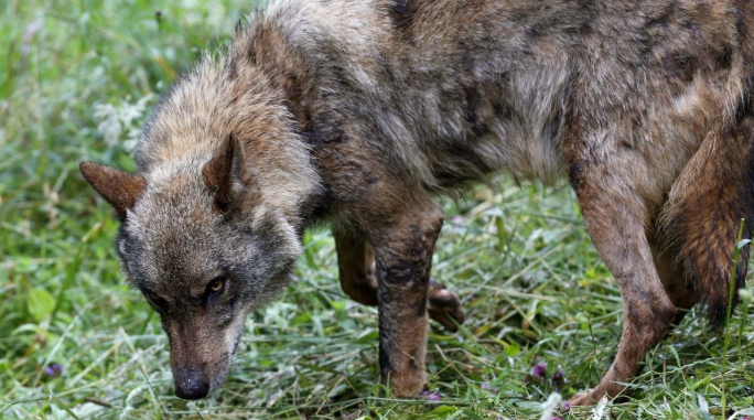 Vuk napao dijete u Nizozemskoj, odvukao ga u šumu