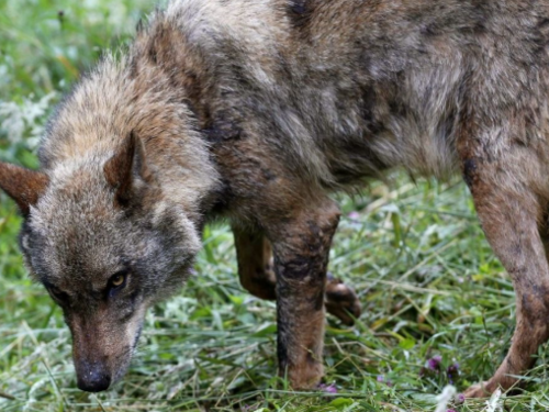 Vuk napao dijete u Nizozemskoj, odvukao ga u šumu