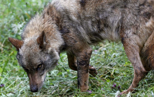 Vuk napao dijete u Nizozemskoj, odvukao ga u šumu