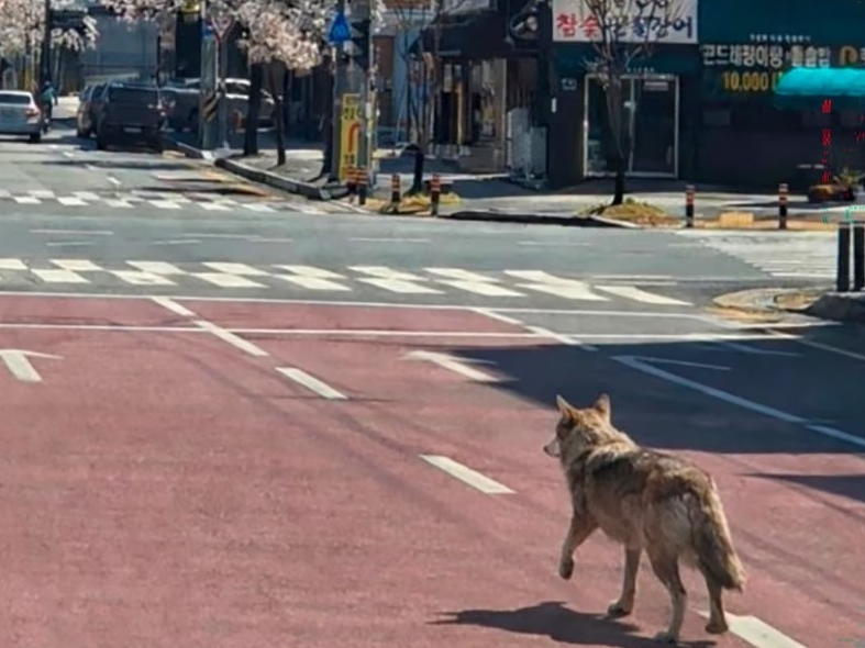 Vuk pobjegao iz zoološkog vrta u Južnoj Koreji, velika potraga u okolnim područjima