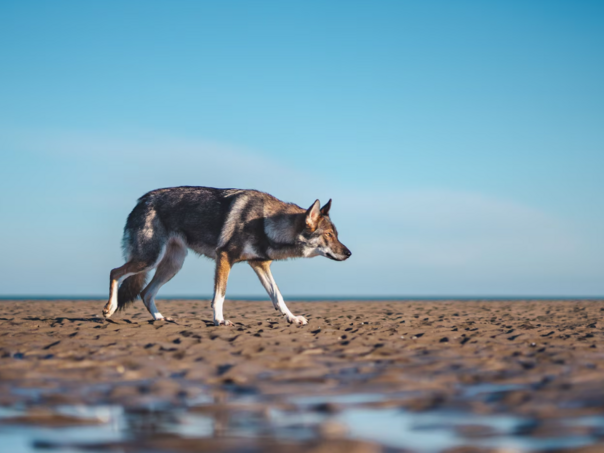 Vuk u Grčkoj ugrizao petogodišnje dijete iz Srbije
