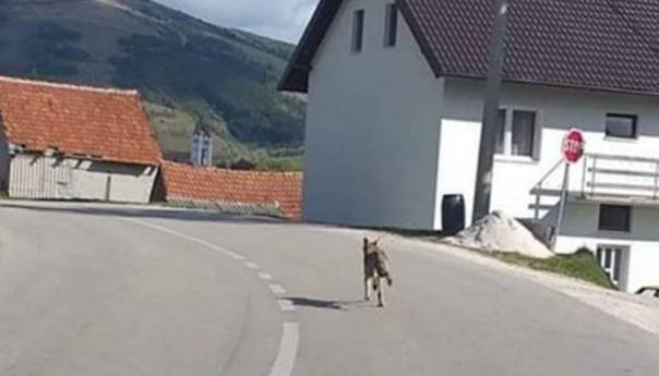Vukovi rastrgali psa u Eminovom selu kod Tomislavgrada