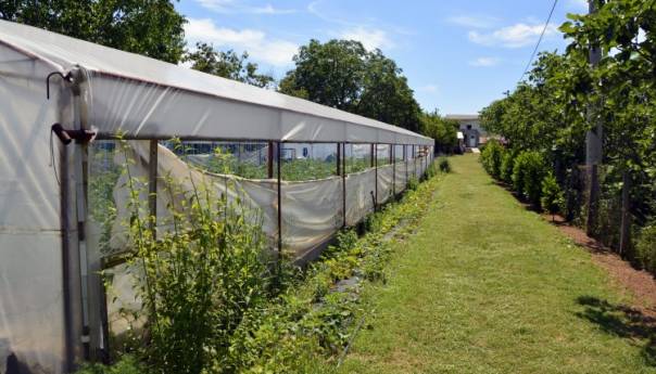 Za investicije u bh. poljoprivrednom sektoru EU osigurala tri miliona KM
