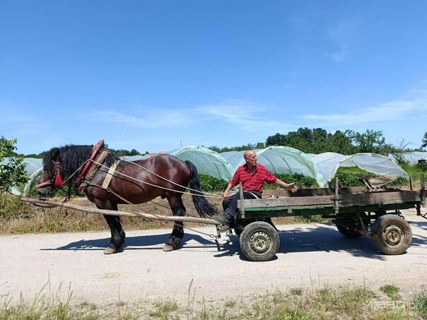 Za poljoprivredu u TK 16,5 miliona KM: Evo kako će se dijeliti novac u 2026. godini