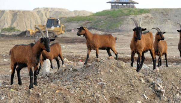 Zabava na deponiji smeća u Beču