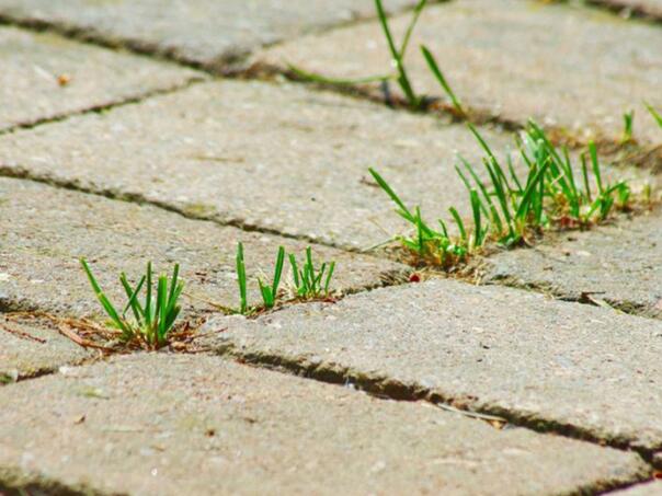 Zaboravite na hemikalije: Ovo su pirodni načini za uništavanje korova
