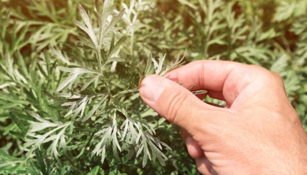 Zaboravljeni bejturan aktueliziran u vrijeme korona virusa