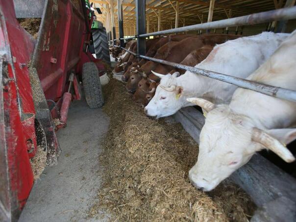 Zabrana uvoza određenih pošiljki radi sprječavanja unosa u BiH slinavke i šapa