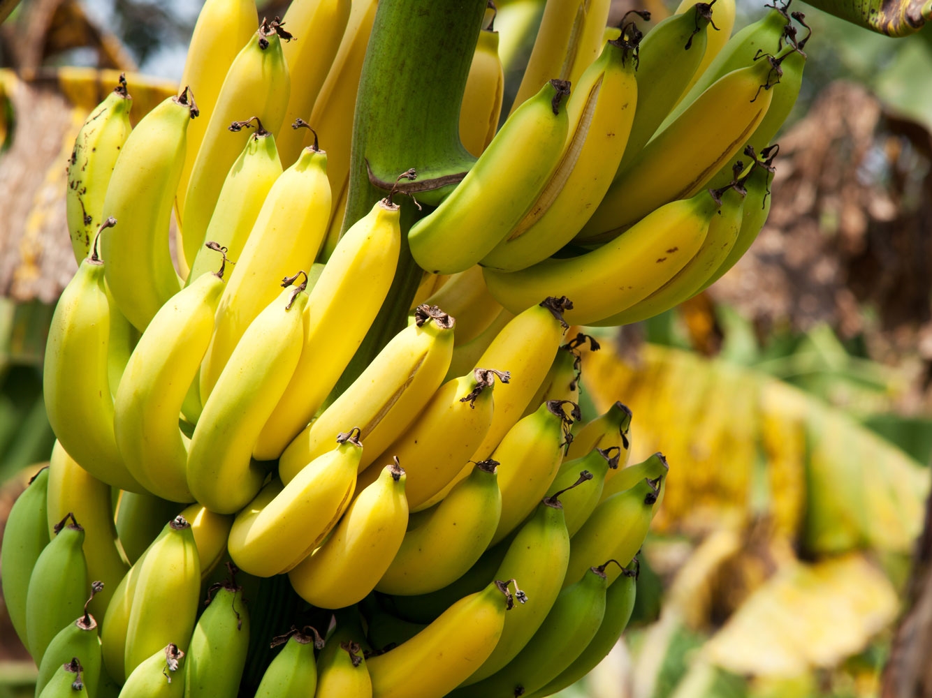 Zabranjen uvoz 40,5 tona banana iz Kostarike zbog prekomjerne količine pesticida