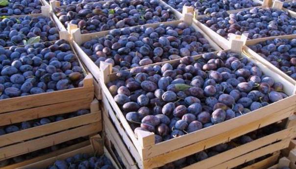 Zabranjen uvoz 400 kilograma šljiva iz S. Makedonije