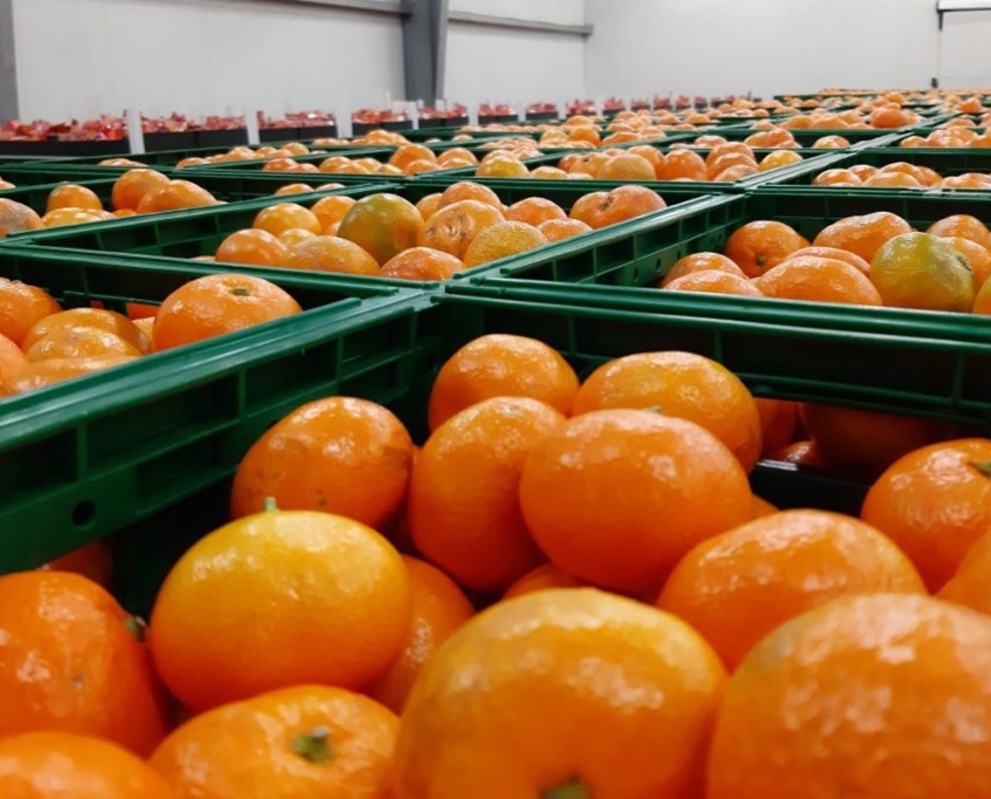 Zabranjen uvoz dvije tone mandarina iz Hrvatske u BiH