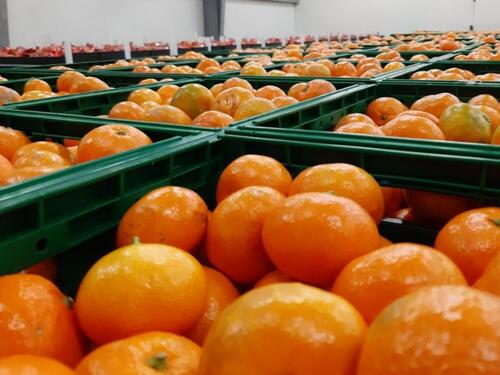 Zabranjen uvoz dvije tone mandarina iz Hrvatske u BiH