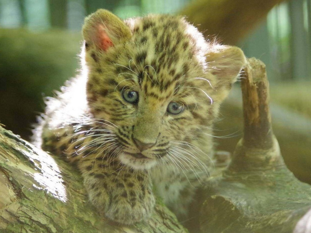 Zagreb: Senzacija u Zoološkom, rodile se bebe leopardi, jedine u Evropi!