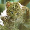 Zagreb: Senzacija u Zoološkom, rodile se bebe leopardi, jedine u Evropi!