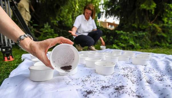 Zagreb: U prirodu pušteno 50 hiljada komaraca uvezenih iz Italije