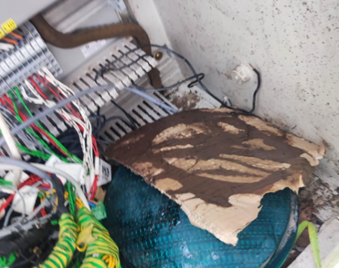 Zagrebački radnici šokirani prizorom: U regulatoru semafora pronađene zmije