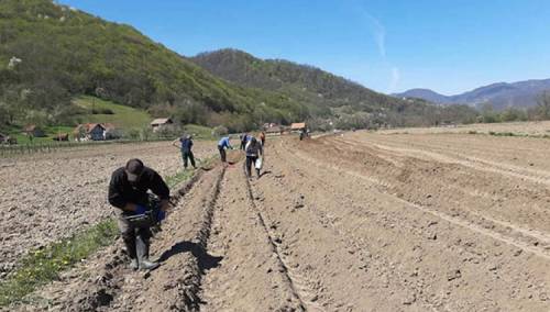 Zajimović: Direkcija završava sjetvu na 116 hektara vakufskog zemljišta u BiH