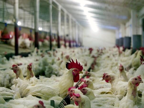 Zapad zabrinut: Brže širenje virusa ptičije gripe u EU