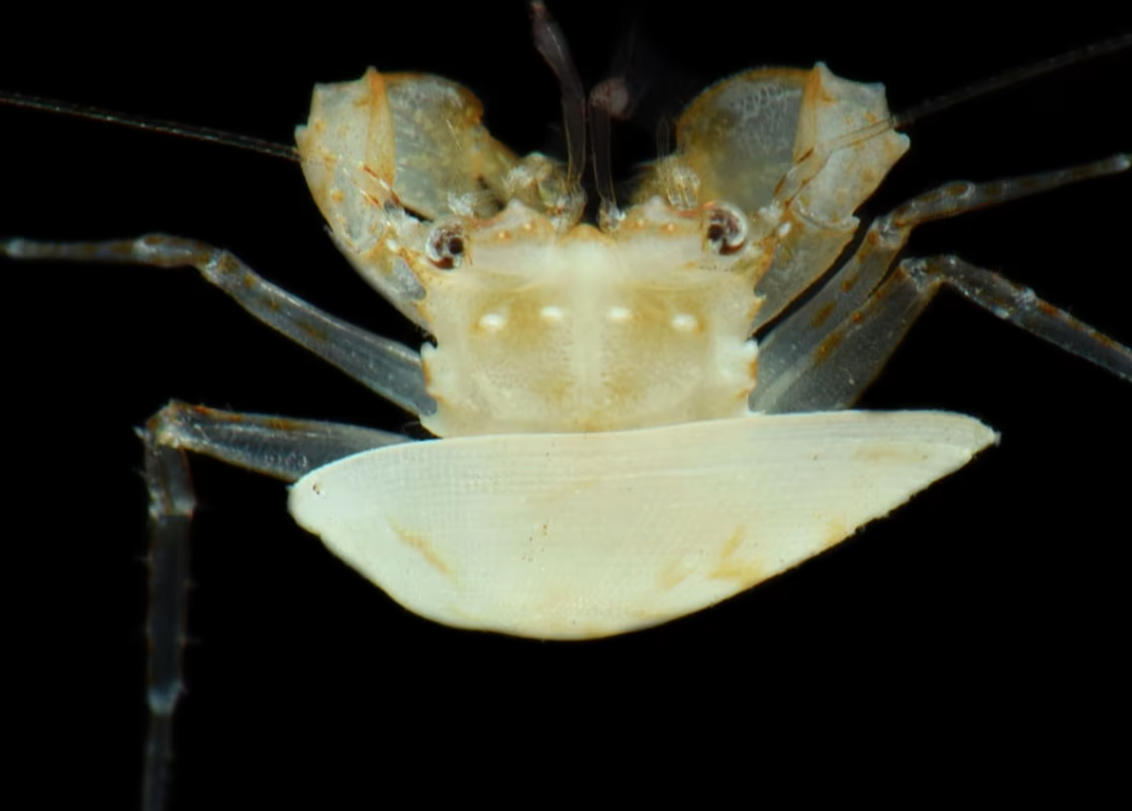 Zaron u okeansku "zonu sumraka": Pogledajte nova otkrića