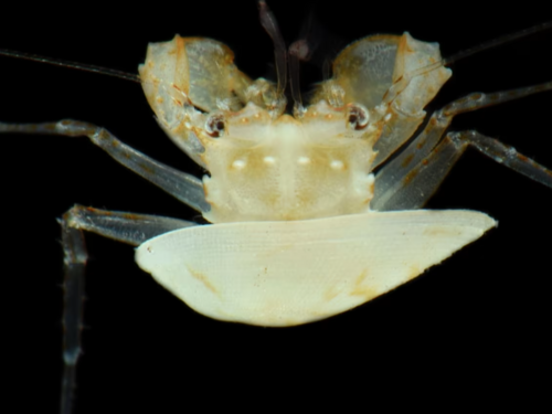 Zaron u okeansku "zonu sumraka": Pogledajte nova otkrića