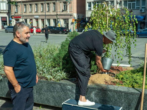 Zasađeno "drvo života" na Pozorišnom Trgu Susan Sontag