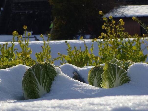 Zaštitite vrt i kuću tokom zime uz sredstvo koje imate u kući