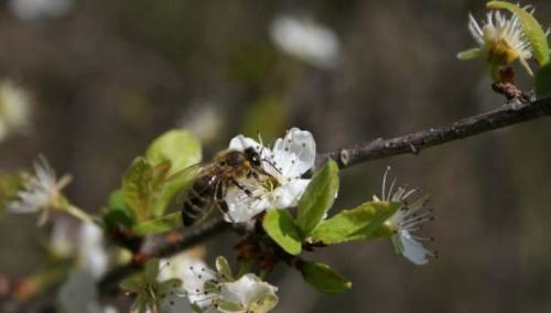 Zaštititi pčele prilikom tretmana zasada malina