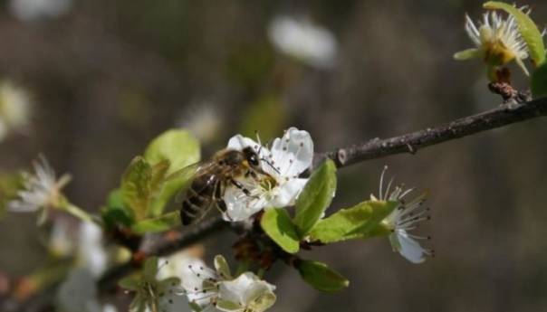 Zaštititi pčele prilikom tretmana zasada malina