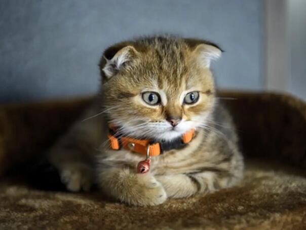 Zašto biste trebali razmisliti prije nego što stavite ogrlicu svojoj mački?