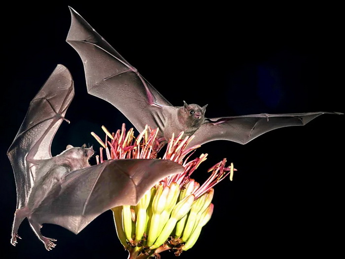 Zašto budućnost tekile zavisi od meksičkih slijepih miševa