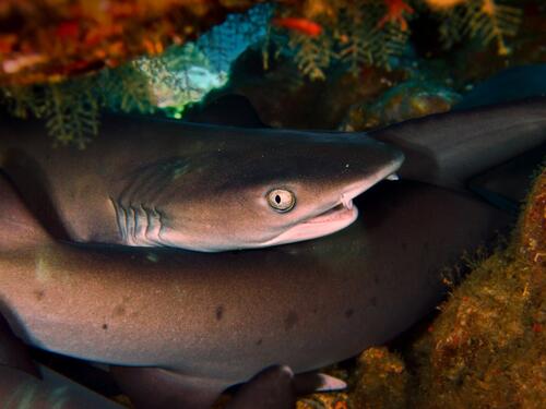 Zašto je CO2 glavni neprijatelj ajkula i raža?