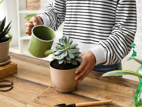 Zašto vaše omiljene biljke privlače insekte?