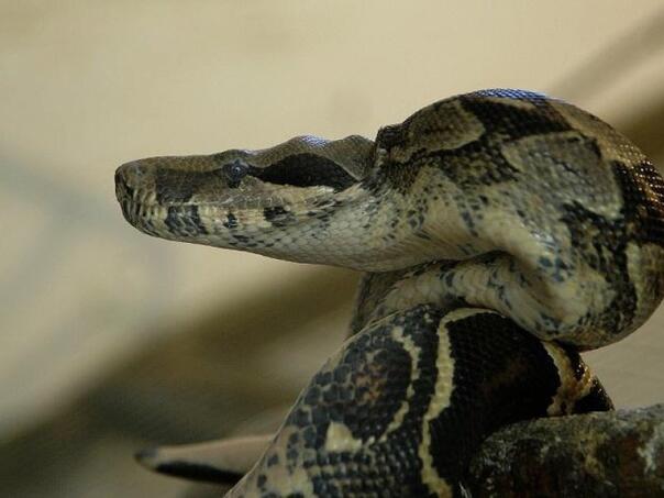 Zastrašujuća scena: Farmer pronađen u stomaku sedam metara dugog pitona