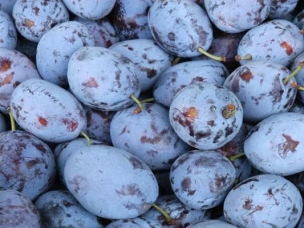 Zbog čega biste trebali jesti šljive