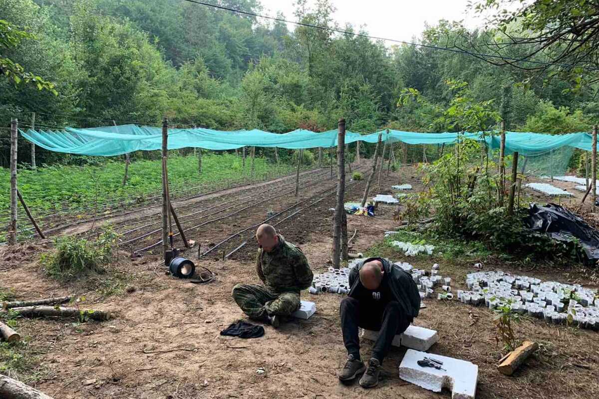Zbog droge uhapšene četiri osobe u Velikoj Kladuši