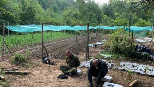 Zbog droge uhapšene četiri osobe u Velikoj Kladuši