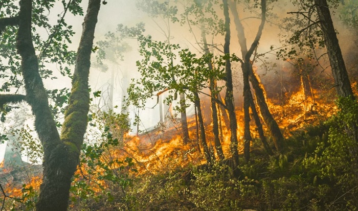 Zbog klimatskih promjena ekosistem u Grčkoj sve ugroženiji