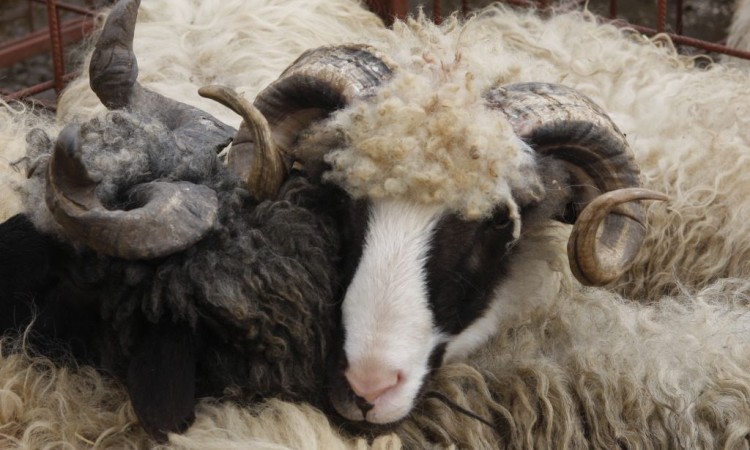 Zbog nevakcinacije ovaca možemo imati katastrofu