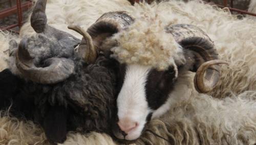 Zbog nevakcinacije ovaca možemo imati katastrofu