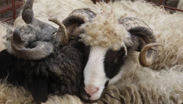 Zbog nevakcinacije ovaca možemo imati katastrofu