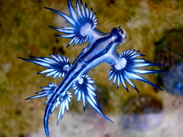 Zbog opasnih "plavih zmajeva" zatvorene mediteranske plaže: Evo o čemu se radi