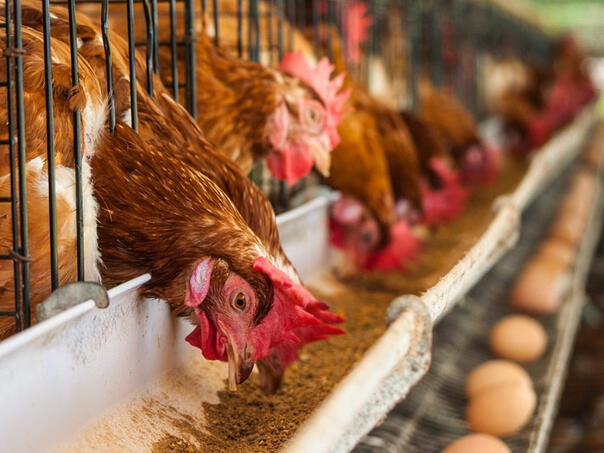 Zbog ptičije gripe u RS eutanazirano 62 hiljade peradi