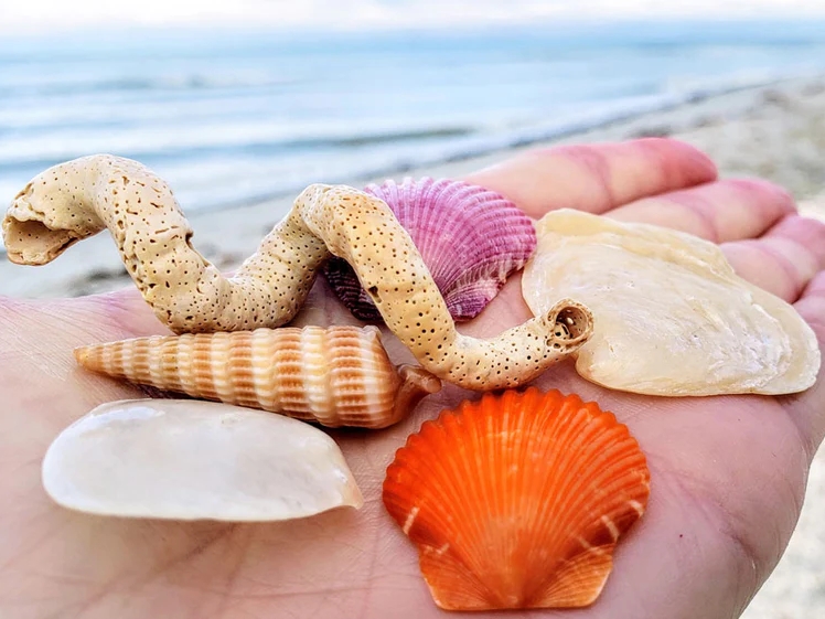Zbog školjki, pijeska ili kamenja s plaže možete platiti kaznu od 500.000 eura