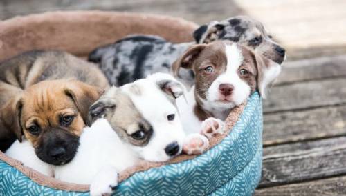 Zbog velike potražnje tokom pandemije porasla cijena rasnih pasa