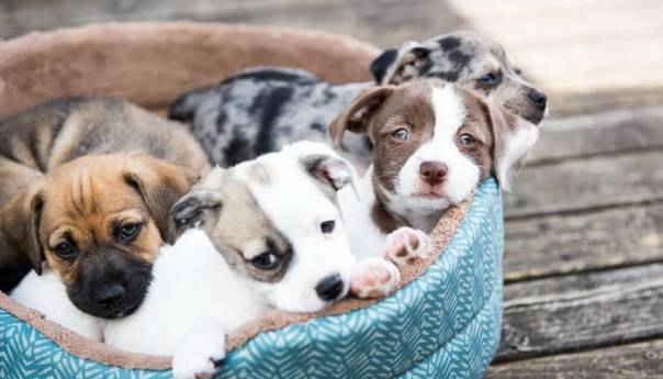 Zbog velike potražnje tokom pandemije porasla cijena rasnih pasa
