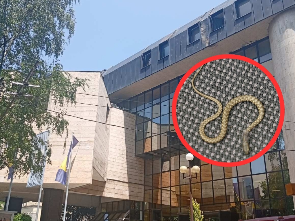 Zbog zmije otkazana sjednica Doma naroda FBiH