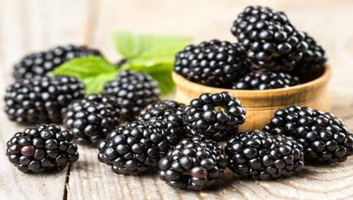 Zdravlje skriveno u crnim bobicama